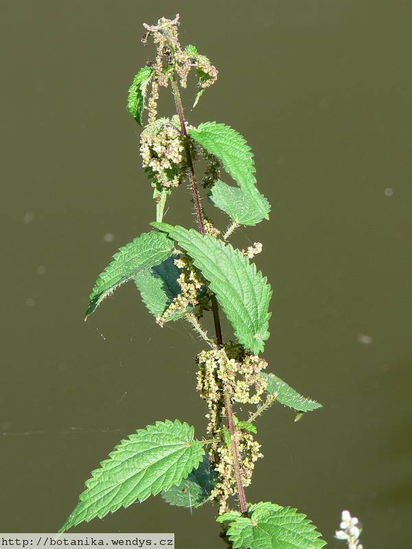 Kopřiva nať řezaná